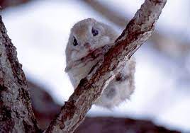35 Photos Of Momonga Dwarf Flying Squirrels Japanese Dwarf Flying Squirrel Japanese Flying Squirrel Flying Squirrel