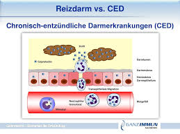 Calprotectin ist ein protein neutrophiler granulozyten. Calprotectin Biomarker Der Entzundung Ppt Herunterladen