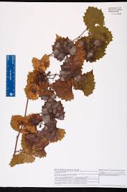 Image result for Vitaceae