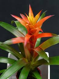 Guzmania Evde Yetistirilebilecek Cicek Cesitleri Wonderful Flowers Showy Flowers Marigold Flower