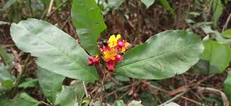 Image result for Campylospermum