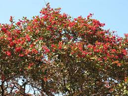 Image result for Monotes