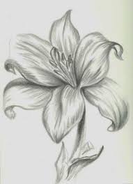 Flowers Drawing In 2020 Pencil Drawings Of Flowers Easy Flower Drawings Flower Sketches
