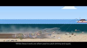 What is Bottom Trawling? | Facebook