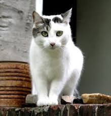 A hittite goddess of war, fertility, and healing. Top Female Dog Names Their Meanings Fairmount Pet Service