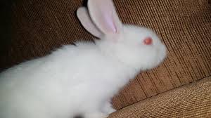We did not find results for: 22 Days New Zealand Red Eye Rabbit Market Srilanka Facebook