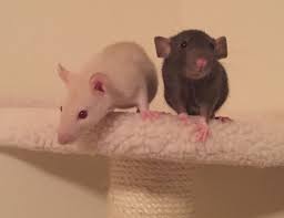 5 Week Old Rat Sisters Eva And Lulu Pet Rats Cute Rats Cute Animals