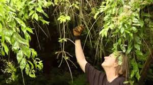 Weeping cherry trees only need a light pruning every now and then, so you won't have to spend much time keeping your tree in tip top. How To Prune A Mature Weeping Cherry Tree Video Tutorials With Plant Amnesty Youtube