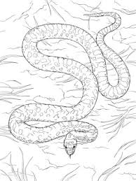 Realistic black mamba snake coloring pages. Parentune Free Printable Realistic King Cobra Coloring Pages Coloring Picture Assignment Sheets Pictures For Child