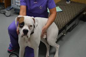 Colon cancer, less common in dogs but very serious if diagnosed. Anal Gland Adenocarcinoma Animal Cancer And Imaging Center