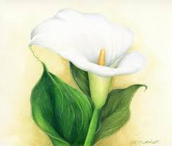 Calla Lily Lilies Drawing Flower Drawing Lily Images