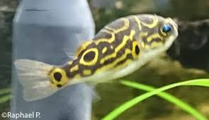 It is known from the lower reaches of the mekong (cambodia), the peninsular malaysia as well as borneo (sarawak, kalimantan). Figure 8 Puffer Dichotomyctere Ocellatus Encyclo Fish