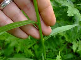 Image result for Erigeron steudelii