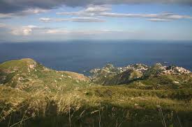 Image result for Argyrolobium macrophyllum