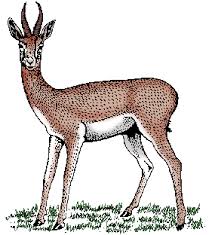 Be who you are and say what you feel because those who mind don't matter and those who matter don't mind. Gazelle Definition Of Gazelle By Merriam Webster