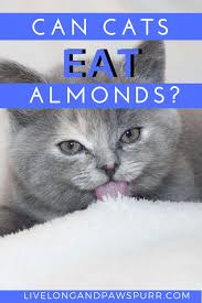 Surgery had to be done to save his life. Can Cats Eat Almonds Live Long And Pawspurr