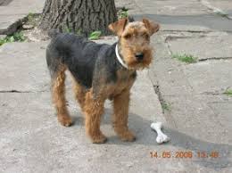 Image result for velšteriér