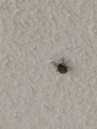 Here's how to get rid of mites in 5 easy steps:remove clutter. Pest Identification Photos Pest Control Canada