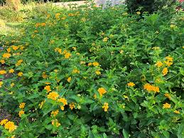 Image result for Lantana