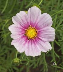 Image result for Cosmos bipinnatus
