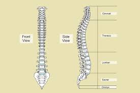 Since the backbone is essentially the back plane or internal switching matrix of the box, proprietary, high performance technology can be used. The Vertebral Column Or Back Bone Is Made Up Of 33 Bones