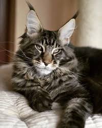 Pin On Fur Babies