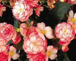 Begonia Nonstop Rose Petticoat