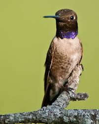 We did not find results for: Black Chinned Hummingbird Whatbird Com