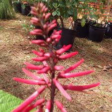 Image result for Rhynchosia divaricata