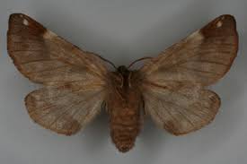 Image result for Pygaera timon