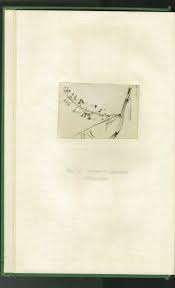 Image result for Asparagus krebsianus