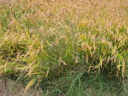 Image result for Stomatanthes