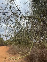 Image result for Pollichia campestris