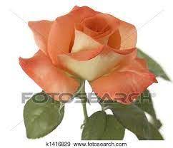 شجرة المشمش شىء على شكل وردة ألبوم الصور k1416829 plants rose flowers