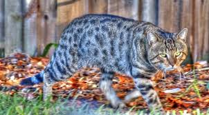 She came from an abused home. Is My Cat A Bengal Cat Bengal Cat Care