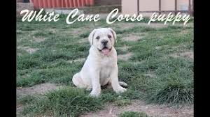 Black and white cane corso puppy. White Cane Corso Puppy Youtube