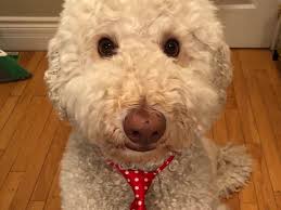 Otis wishes everyone a wonderful Sunday!!💜💜💜