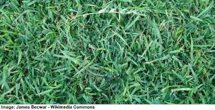 The 'spiky blue' fescue grass grows best in full sun and prefers to be planted with well drained soil that. Types Of Lawn Grass Identification Guide To Sod Types Pictures