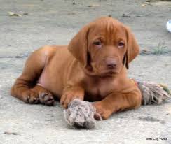 Vizsla Puppies Yourdogpictures Com Vizsla Puppies Vizsla Vizsla Dogs