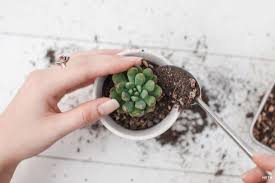 Bón NPK Cho Sen Đá Đúng Cách – Giúp Cây Khỏe, Lên Màu Đẹp, Không Bị Úng cách bón phân cho sen đá