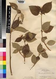 Image result for Melastomastrum capitatum