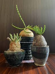 Image result for Euphorbia fanshawei
