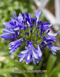 African Lily Agapanthus Africanus African Lily Agapanthus Agapanthus Africanus