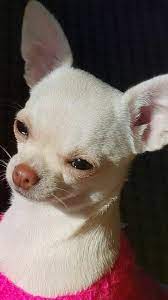 Pin De Kanoka Uchiha En My Chi And Me Perros Chihuahua Fotos De Perros Chihuahua Imagenes De Perros Graciosos