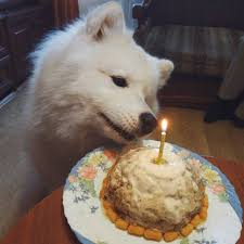 Our Site Is Dedicated To Creativity We Made Brightside To Help Nurture The Seeds Of Creativity Found In All Of Us We Ancient Dog Breeds Samoyed Ancient Dogs