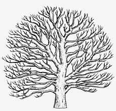 Touch device users, explore by touch or with swipe gestures. Drawn Tree Sycamore Tree Easy To Draw Sycamore Tree Free Transparent Png Download Pngkey
