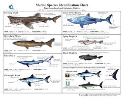 marine species identification chart basking shark