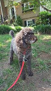 Place a free ad today! Poodle Wikipedia