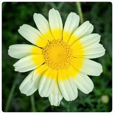 Image result for Glebionis carinata `German Flag`