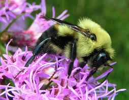 Image result for Bombus quadricolor